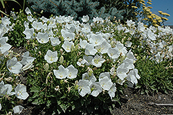 White Clips Bellflower (Campanula carpatica 'White Clips') at Golden Acre Home & Garden