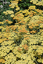 Terra Cotta Yarrow (Achillea 'Terra Cotta') at Peter Knippel Garden Centre