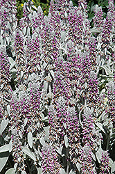 Lamb's Ears (Stachys byzantina) at Lakeshore Garden Centres