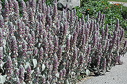 Lamb's Ears (Stachys byzantina) at Lakeshore Garden Centres
