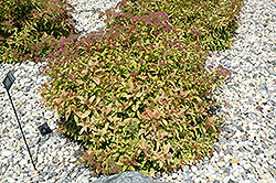 Flaming Mound Spirea (Spiraea japonica 'Flaming Mound') at Mainescape Nursery