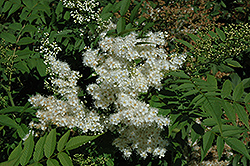 Aurora False Spirea (Sorbaria 'Aurora') at Lakeshore Garden Centres