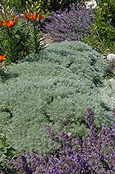 Silver Mound Artemisia (Artemisia schmidtiana 'Silver Mound') at Peter Knippel Garden Centre