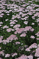 Lavender Deb Yarrow (Achillea millefolium 'Lavender Deb') at Lakeshore Garden Centres