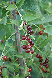 Garrington Chokecherry (Prunus virginiana 'Garrington') at Lakeshore Garden Centres