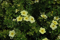 Katherine Dykes Potentilla (Potentilla fruticosa 'Katherine Dykes') at Lakeshore Garden Centres