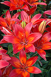Soprano Lily (Lilium 'Soprano') at Lakeshore Garden Centres