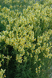 Yellow Toadflax (Linaria vulgaris) at Lakeshore Garden Centres