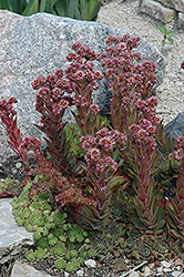 Kimono Hens And Chicks (Sempervivum 'Kimono') at Lakeshore Garden Centres