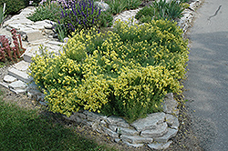 Yellow Toadflax (Linaria vulgaris) at Lakeshore Garden Centres
