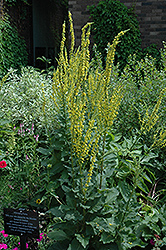 Dark Mullein (Verbascum nigrum) at Lakeshore Garden Centres