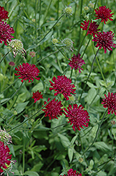 Crimson Scabious (Knautia macedonica) at Lakeshore Garden Centres