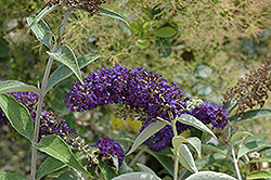 Adonis Blue Butterfly Bush (Buddleia davidii 'Adokeep') at Lakeshore Garden Centres