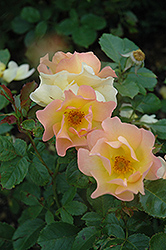 Morden Sunrise Rose (Rosa 'Morden Sunrise') at Golden Acre Home & Garden