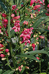Cambridge Mix Beard Tongue (Penstemon 'Cambridge Mix') at Lakeshore Garden Centres