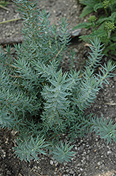 Faded Jeans Spurge (Euphorbia pithyusa 'Faded Jeans') at Lakeshore Garden Centres