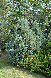 Wichita Blue Juniper (Juniperus scopulorum 'Wichita Blue') at Golden Acre Home & Garden