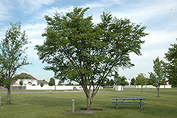 Sapporo Autumn Gold Elm (Ulmus 'Sapporo Autumn Gold') at Lakeshore Garden Centres