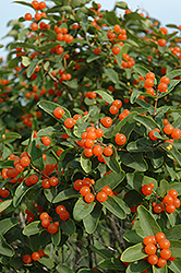 Tatarian Honeysuckle (Lonicera tatarica) at Lakeshore Garden Centres