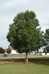 Fallgold Black Ash (Fraxinus nigra 'Fallgold') at Lakeshore Garden Centres