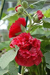 Powderpuff Red Hollyhock (Alcea rosea 'Powderpuff Red') at Lakeshore Garden Centres