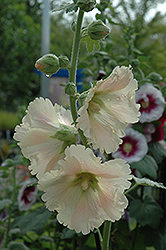 Russian Hollyhock (Alcea rugosa) at Lakeshore Garden Centres