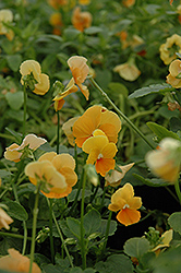 Chantreyland Pansy (Viola 'Chantreyland') at Lakeshore Garden Centres