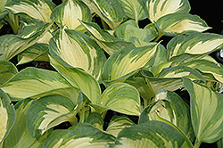 June Hosta (Hosta 'June') at Peter Knippel Garden Centre