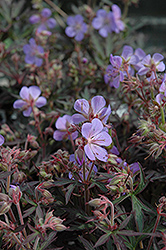 Black Beauty Cranesbill (Geranium 'Black Beauty') at Lakeshore Garden Centres