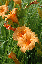Bertie Ferris Daylily (Hemerocallis 'Bertie Ferris') at Lakeshore Garden Centres