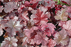 Sparkling Burgundy Coral Bells (Heuchera 'Sparkling Burgundy') at Lakeshore Garden Centres