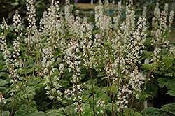 Wherry's Foamflower (Tiarella wherryi) at A Very Successful Garden Center