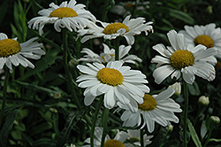 Polaris Shasta Daisy (Leucanthemum x superbum 'Polaris') at Lakeshore Garden Centres