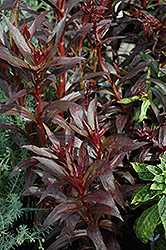 Russian Princess Lobelia (Lobelia 'Russian Princess') at Lakeshore Garden Centres