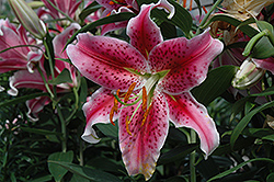 Stargazer Lily (Lilium 'Stargazer') at Golden Acre Home & Garden