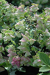 Kent Beauty Oregano (Origanum rotundifolium 'Kent Beauty') at Lakeshore Garden Centres