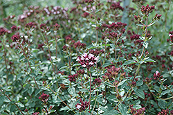 Herrenhausen Oregano (Origanum laevigatum 'Herrenhausen') at Lakeshore Garden Centres