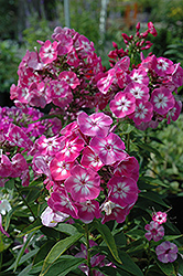 Volcano Pink Garden Phlox (Phlox paniculata 'Volcano Pink') at Lakeshore Garden Centres