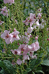 Pink Domino Mullein (Verbascum 'Pink Domino') at Lakeshore Garden Centres