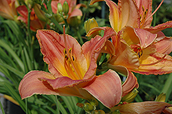 Sirocco Daylily (Hemerocallis 'Sirocco') at Lakeshore Garden Centres