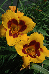 Blackberry Candy Daylily (Hemerocallis 'Blackberry Candy') at Lakeshore Garden Centres