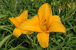 Star Struck Daylily (Hemerocallis 'Star Struck') at Lakeshore Garden Centres