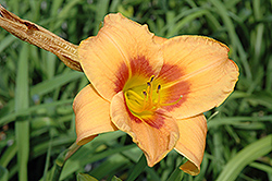 Caprician Fiesta Daylily (Hemerocallis 'Caprician Fiesta') at Lakeshore Garden Centres