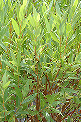 Flame Willow (Salix 'Flame') at The Mustard Seed