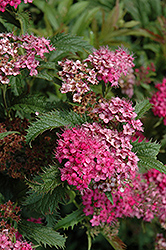 Crispa Spirea (Spiraea x bumalda 'Crispa') at Lakeshore Garden Centres