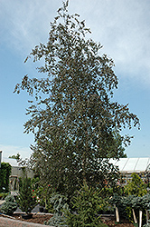 Purple Rain Birch (Betula pendula 'Purple Rain') at Lakeshore Garden Centres