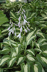 Univittata Hosta (Hosta undulata 'Univittata') at Lakeshore Garden Centres
