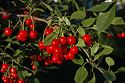 Bali Cherry (Prunus 'Bali') at Lakeshore Garden Centres