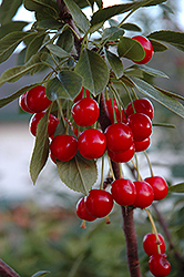 Evans Cherry (Prunus 'Evans') at Golden Acre Home & Garden