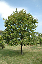 Northfire Red Maple (Acer rubrum 'Olson') at Lakeshore Garden Centres